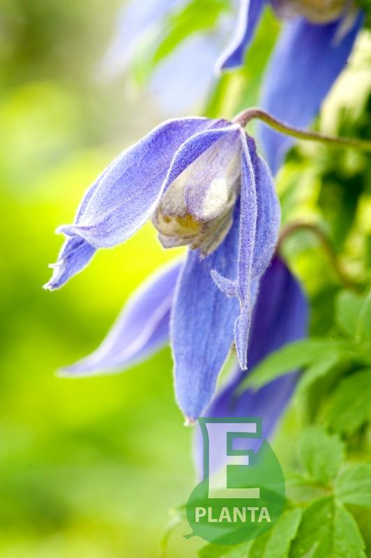 B_Clematis_Blue_Tapers_16210351RGB_A4.jpg