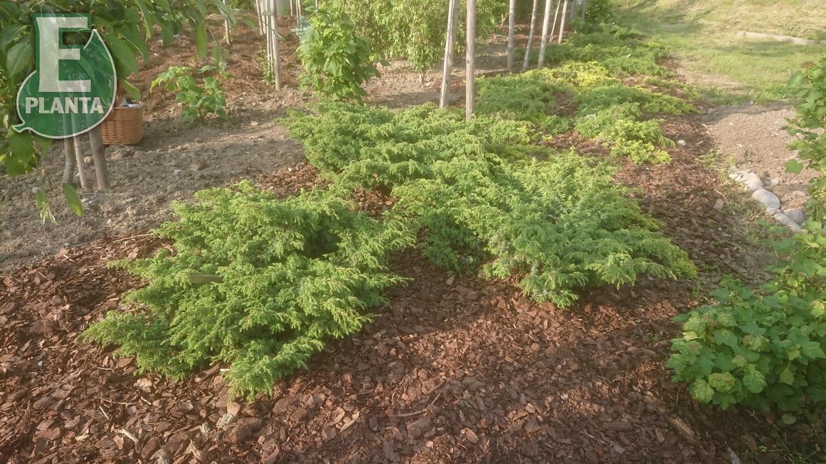 Juniperus_communis_Nona_Hustad1_Foto_Eriksbo_plantskola.jpg